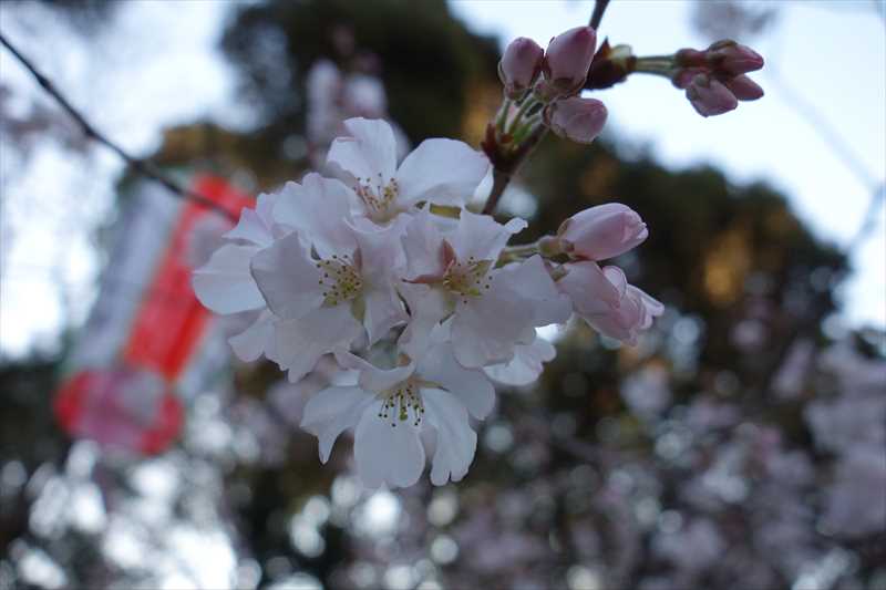 上野公園 桜開花特集 小彼岸桜 コヒガンザクラ が見頃 ファスニングジャーナル