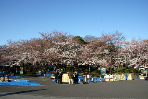 ソメイヨシノの並木通り７分咲き程度に（公園内中央通）