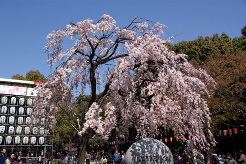 正面の枝垂桜はほぼ満開に