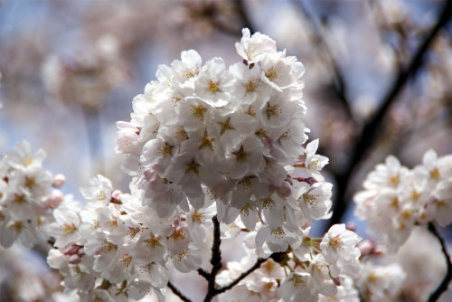 上野公園　基準木の桜花