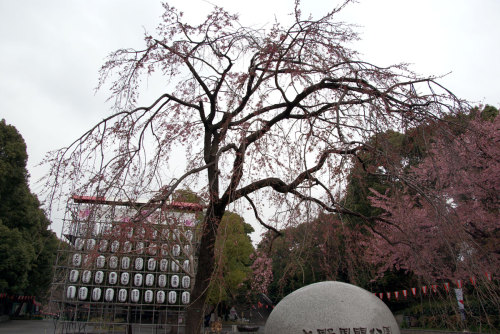 枝垂桜（シダレザクラ）