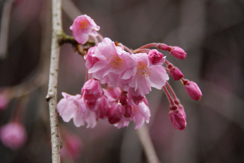 八重紅枝垂桜