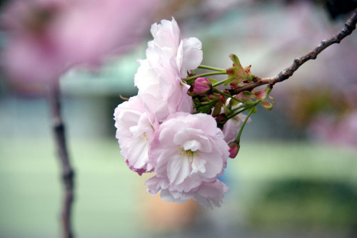 イチヨウ（一葉）桜全景