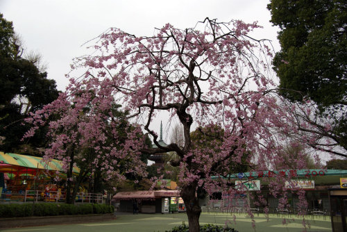 イチヨウ（一葉）桜全景