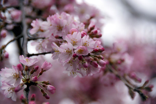 枝垂桜（シダレザクラ）