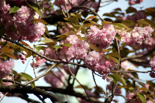 カンザン桜