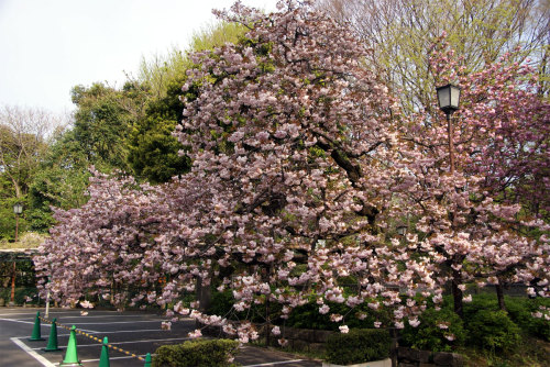 sakura20100426-02.jpg