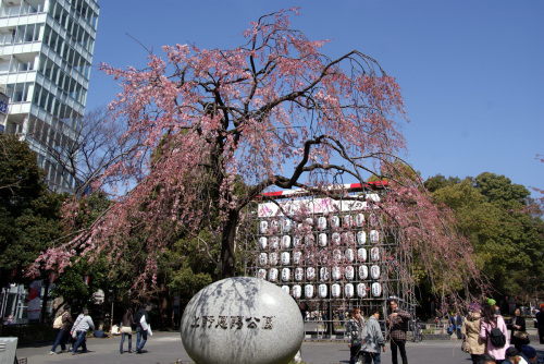 正面の枝垂桜５分咲き程度に