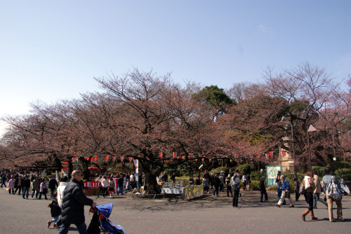 だいぶ蕾がピンク色に（中央広場）